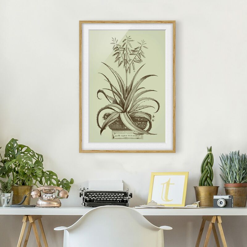 

Póster enmarcado - Vintage Aloe Vera Vulgaris Dimensión LxA: 70cm x 50cm, Marco: Roble