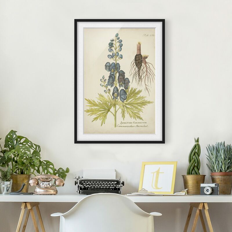 

Póster enmarcado - Vintage Botanica In Blue Aconito Dimensión LxA: 40cm x 30cm, Marco: Negro