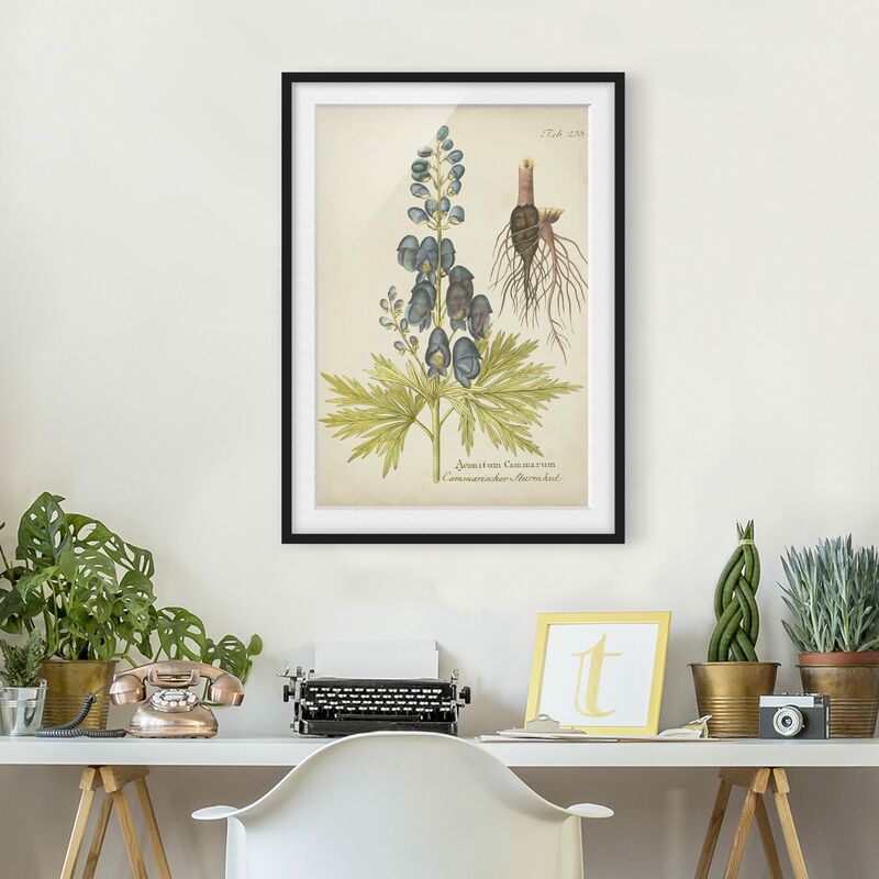 

Póster enmarcado - Vintage Botanica In Blue Aconito Dimensión LxA: 70cm x 50cm, Marco: Negro