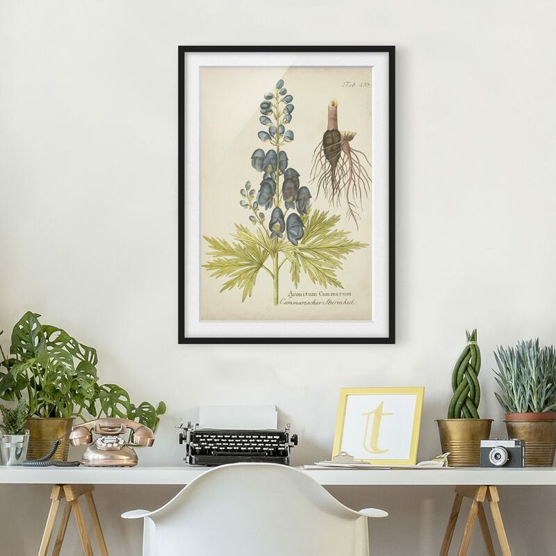 

Póster enmarcado - Vintage Botanica In Blue Aconito Dimensión LxA: 40cm x 30cm, Marco: Negro