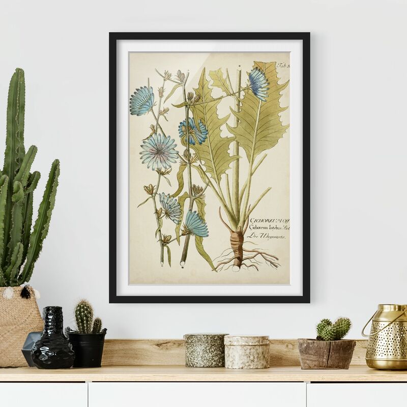 

Póster enmarcado - Vintage Botanica In Blue Cicoria Dimensión LxA: 24cm x 18cm, Marco: Negro