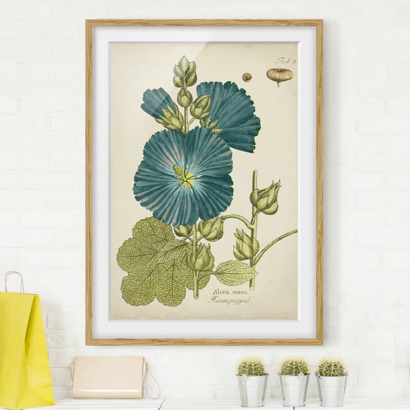 

Póster enmarcado - Vintage Botanica In Blue Rose pioppo Dimensión LxA: 55cm x 40cm, Marco: Roble