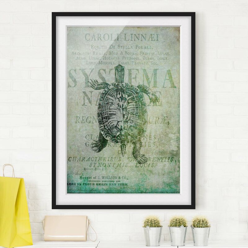 

Póster enmarcado - Vintage collage - Antique Turtle Dimensión LxA: 24cm x 18cm, Marco: Negro