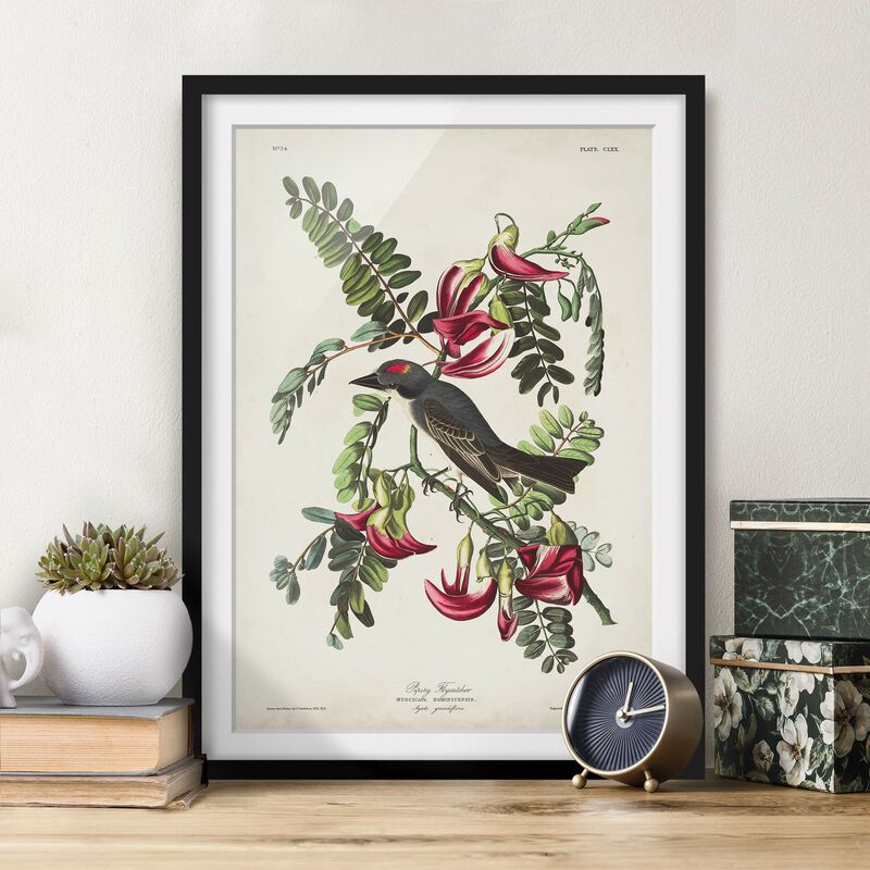 

Póster enmarcado - Vintage Consiglio Flycatchers II Dimensión LxA: 24cm x 18cm, Marco: Negro