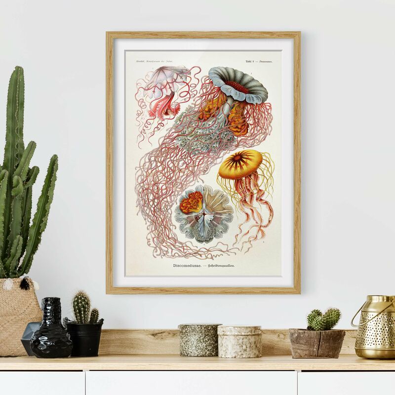 

Póster enmarcado - Vintage Consiglio Jellyfish Dimensión LxA: 70cm x 50cm, Marco: Roble