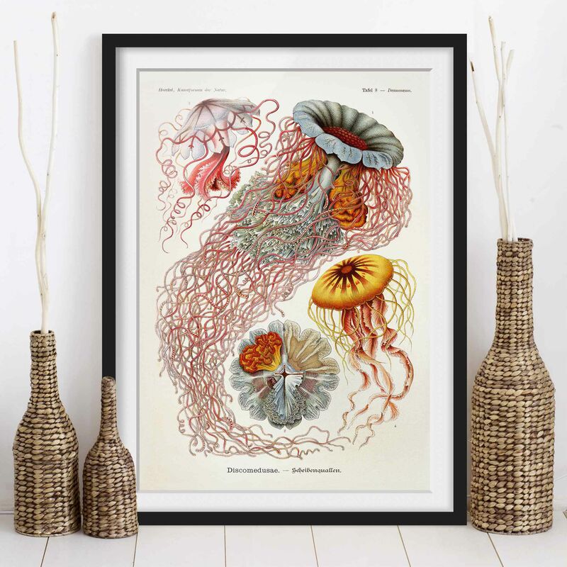 

Póster enmarcado - Vintage Consiglio Jellyfish Dimensión LxA: 100cm x 70cm, Marco: Negro