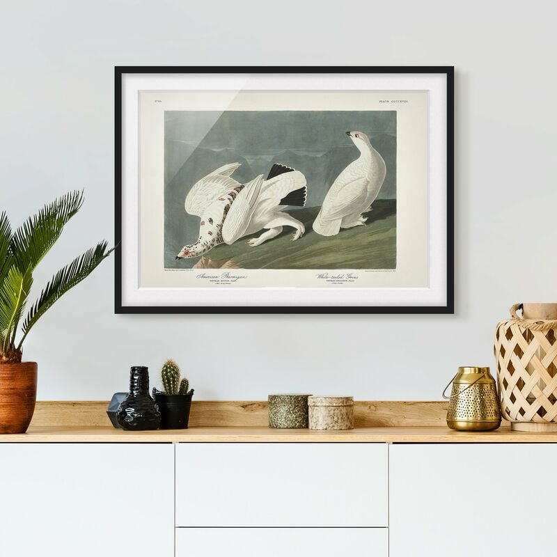 

Póster enmarcado - Vintage Consiglio Moorschneehuhn Dimensión LxA: 18cm x 24cm, Marco: Negro