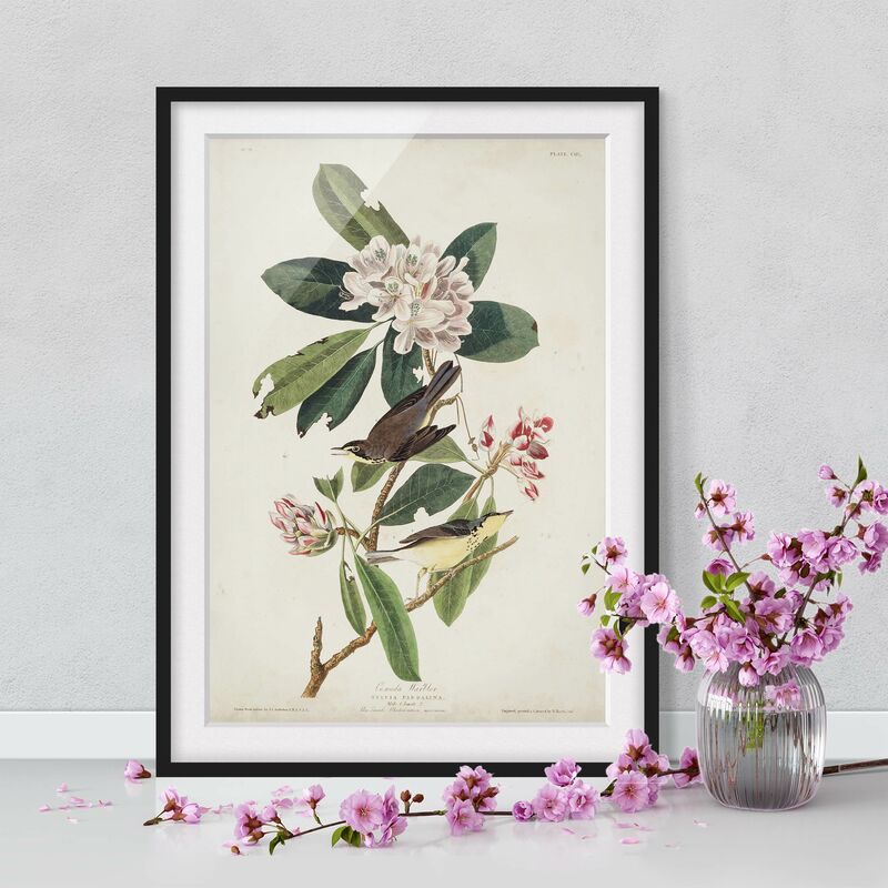 

Póster enmarcado - Vintage Consiglio Warbler Dimensión LxA: 40cm x 30cm, Marco: Negro