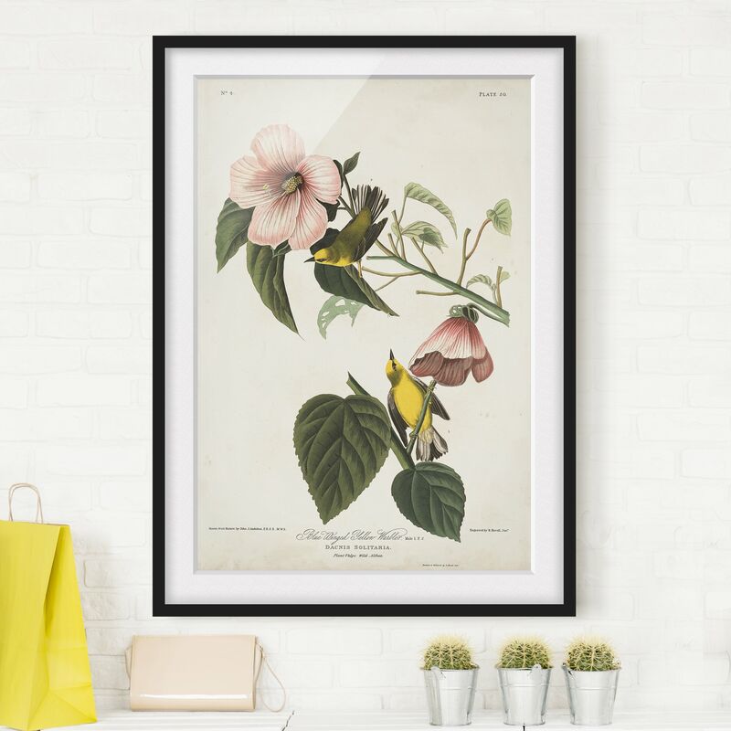 

Póster enmarcado - Vintage Consiglio Warbler II Dimensión LxA: 70cm x 50cm, Marco: Negro