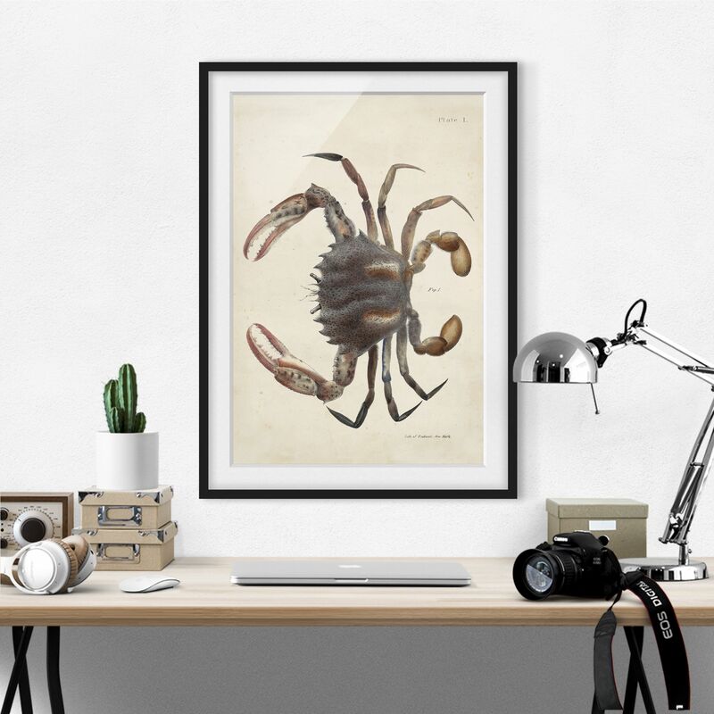 

Póster enmarcado - Vintage illustrazione Crab Dimensión LxA: 24cm x 18cm, Marco: Negro