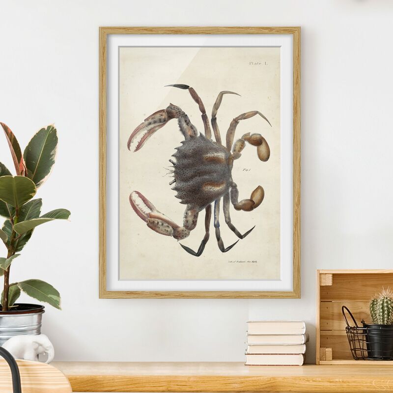 

Póster enmarcado - Vintage illustrazione Crab Dimensión LxA: 100cm x 70cm, Marco: Roble
