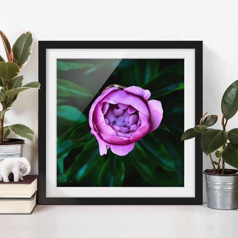 

Póster enmarcado - Viola Peonie Bloom Davanti Foglie Dimensión LxA: 20cm x 20cm, Marco: Negro