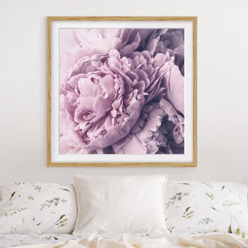 

Póster enmarcado - Viola Peony Blossoms Dimensión LxA: 30cm x 30cm, Marco: Roble