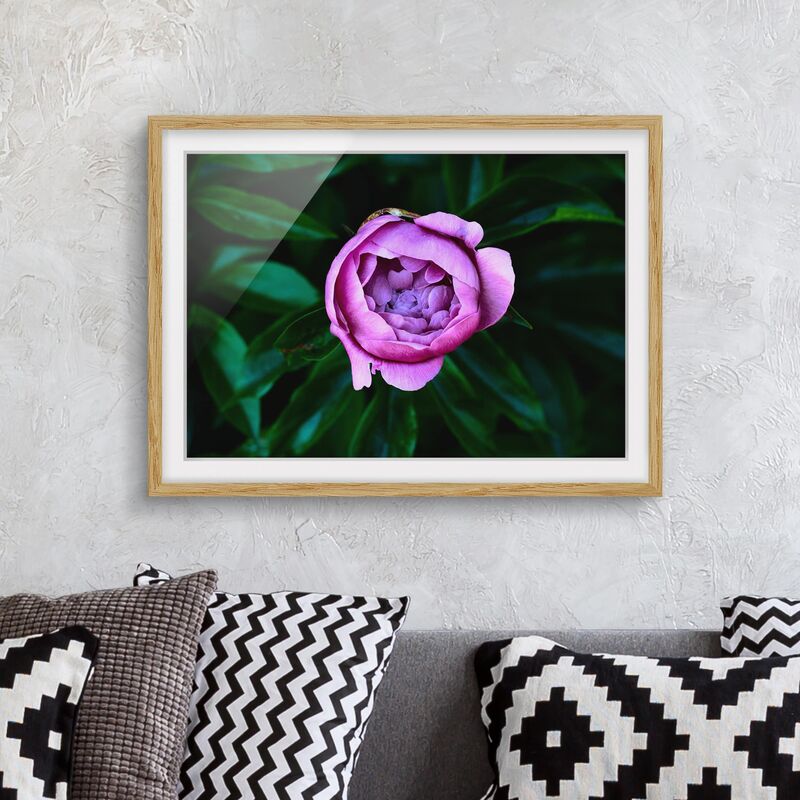

Póster enmarcado - Viola Peonie Bloom Davanti Foglie Dimensión LxA: 40cm x 55cm, Marco: Roble