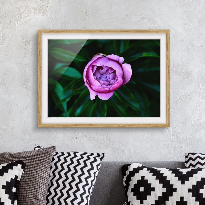 

Póster enmarcado - Viola Peonie Bloom Davanti Foglie Dimensión LxA: 30cm x 40cm, Marco: Roble
