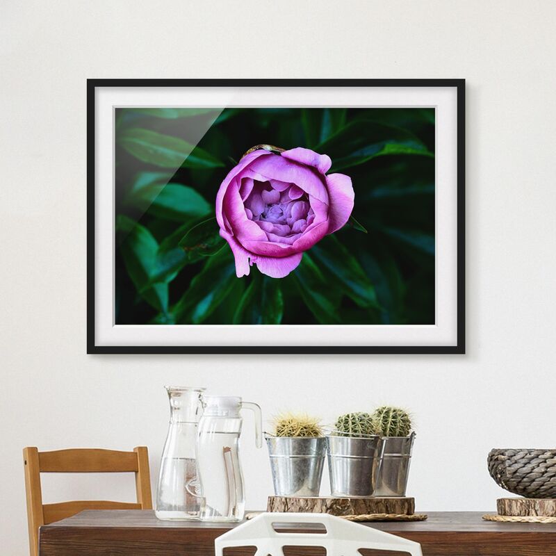 

Póster enmarcado - Viola Peonie Bloom Davanti Foglie Dimensión LxA: 30cm x 40cm, Marco: Negro