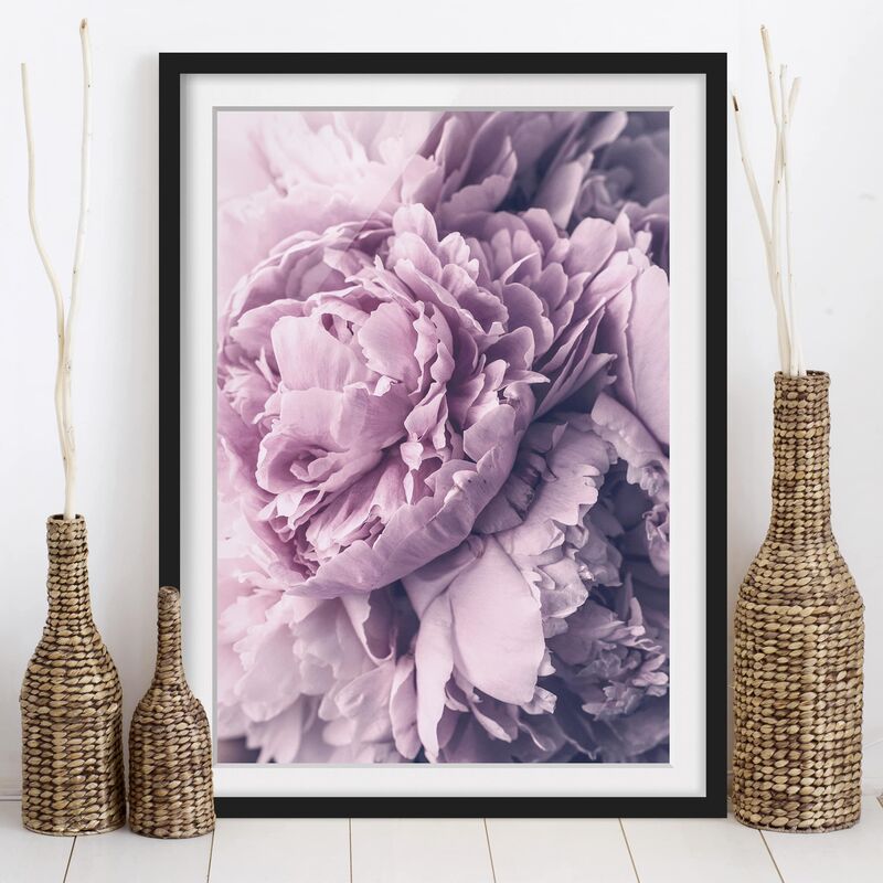 

Póster enmarcado - Viola Peony Blossoms Dimensión LxA: 40cm x 30cm, Marco: Negro
