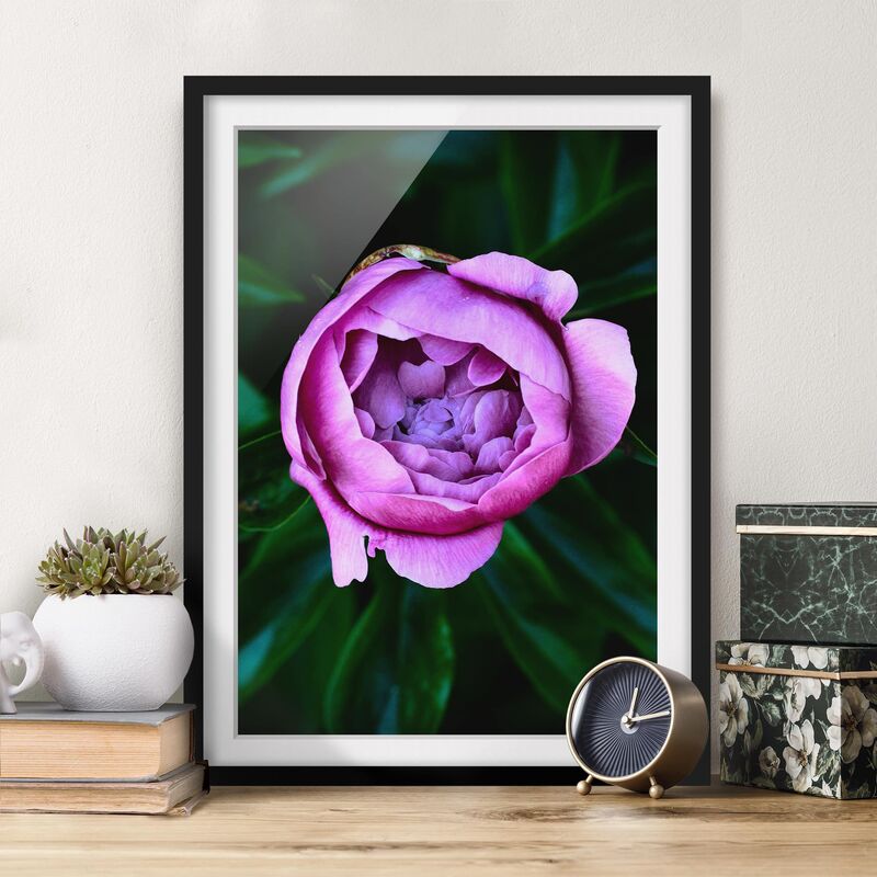 

Póster enmarcado - Viola Peonie Bloom Davanti Foglie Dimensión LxA: 24cm x 18cm, Marco: Negro