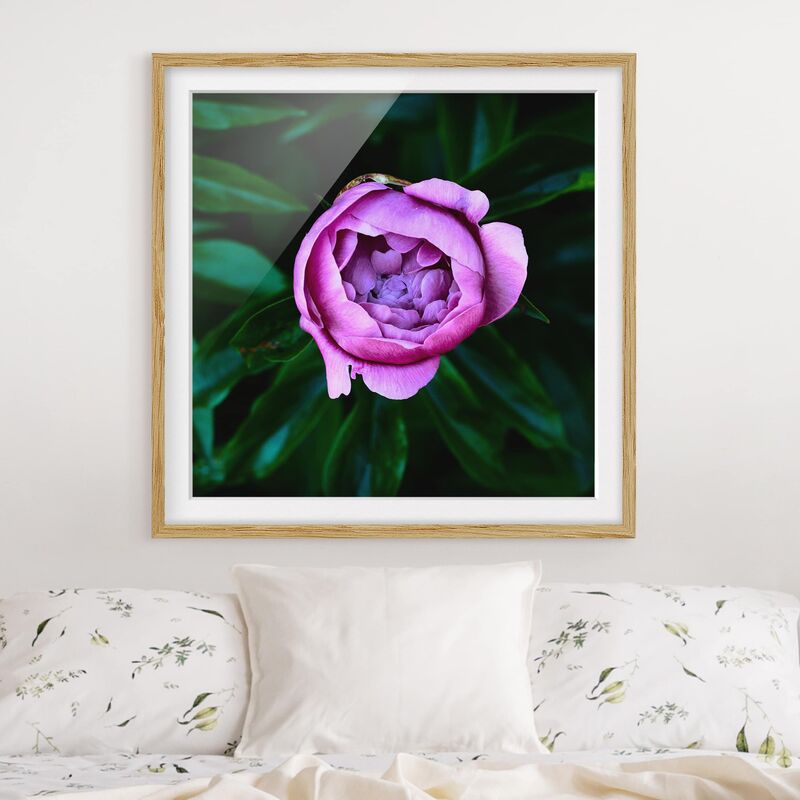 

Póster enmarcado - Viola Peonie Bloom Davanti Foglie Dimensión LxA: 20cm x 20cm, Marco: Roble