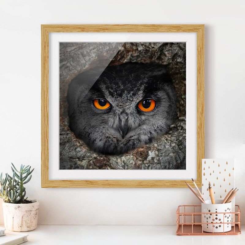 

Póster enmarcado - Watching Owl Dimensión LxA: 70cm x 70cm, Marco: Roble