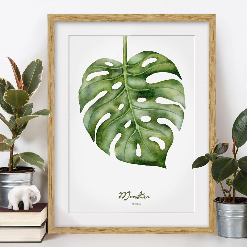 

Póster enmarcado - Watercolor Botany Monstera Dimensión LxA: 70cm x 50cm, Marco: Roble