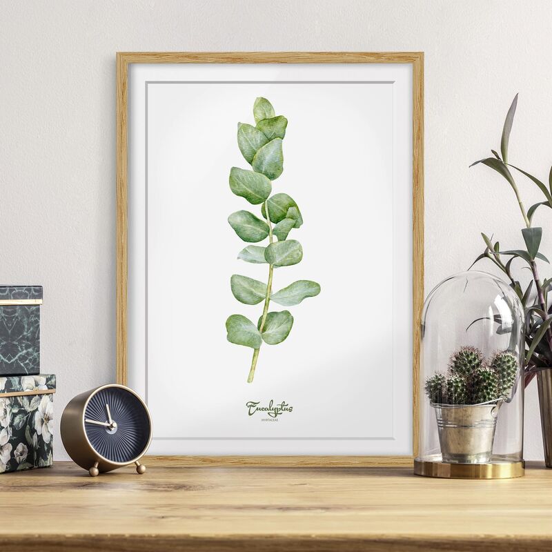 

Póster enmarcado - Watercolor Botany Eucalyptus Dimensión LxA: 24cm x 18cm, Marco: Roble