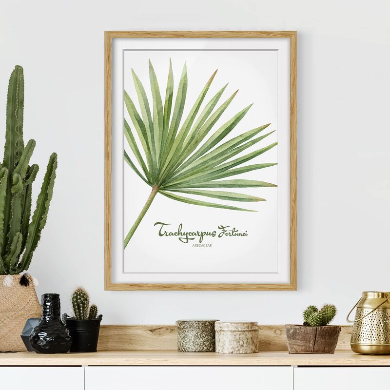 

Póster enmarcado - Watercolor Botany Trachycarpus Fortunei Dimensión LxA: 24cm x 18cm, Marco: Roble