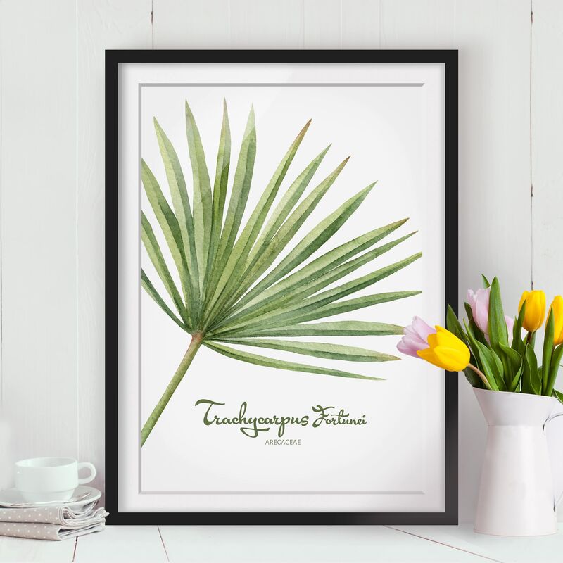 

Póster enmarcado - Watercolor Botany Trachycarpus Fortunei Dimensión LxA: 24cm x 18cm, Marco: Negro