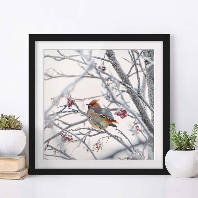 

Póster enmarcado - Waxwing In Tree Dimensión LxA: 30cm x 30cm, Marco: Negro