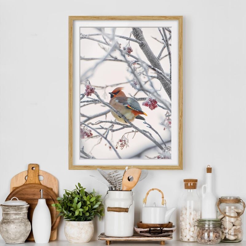

Póster enmarcado - Waxwing In Tree Dimensión LxA: 24cm x 18cm, Marco: Roble