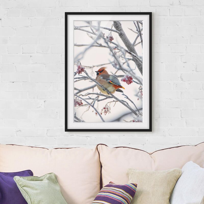 

Póster enmarcado - Waxwing In Tree Dimensión LxA: 24cm x 18cm, Marco: Negro