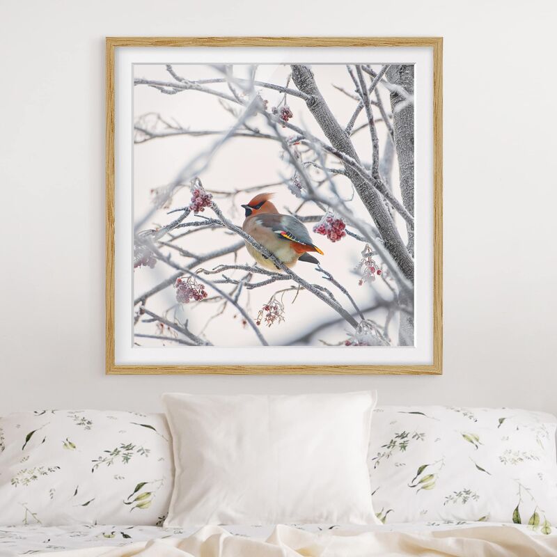 

Póster enmarcado - Waxwing In Tree Dimensión LxA: 50cm x 50cm, Marco: Roble