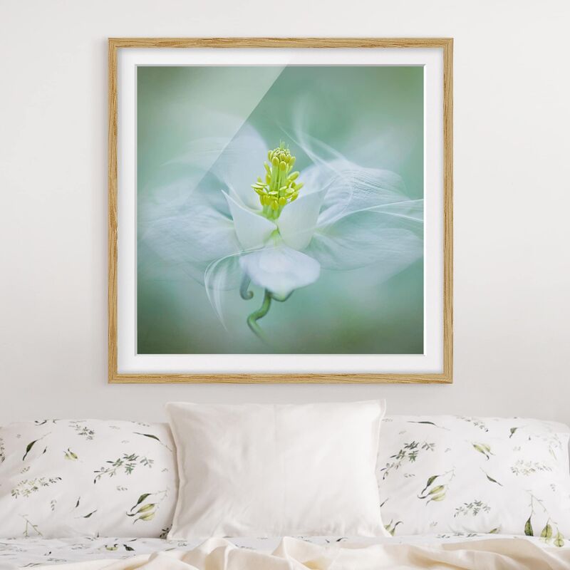 

Póster enmarcado - White Columbine Dimensión LxA: 50cm x 50cm, Marco: Roble