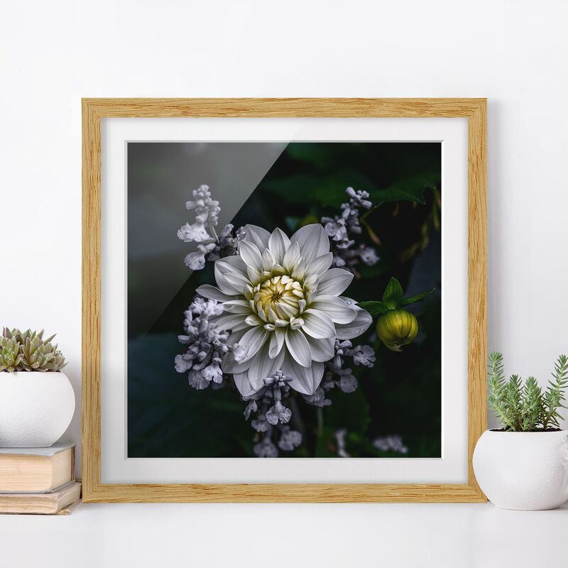 

Póster enmarcado - White Dahlia Dimensión LxA: 70cm x 70cm, Marco: Roble