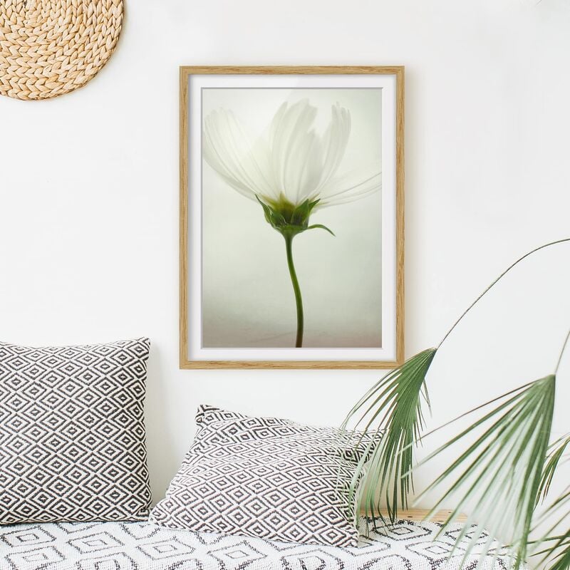 

Póster enmarcado - White Cosmea Dimensión LxA: 40cm x 30cm, Marco: Roble