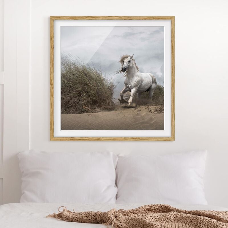 

Póster enmarcado - White Horse In The Dunes Dimensión LxA: 50cm x 50cm, Marco: Roble