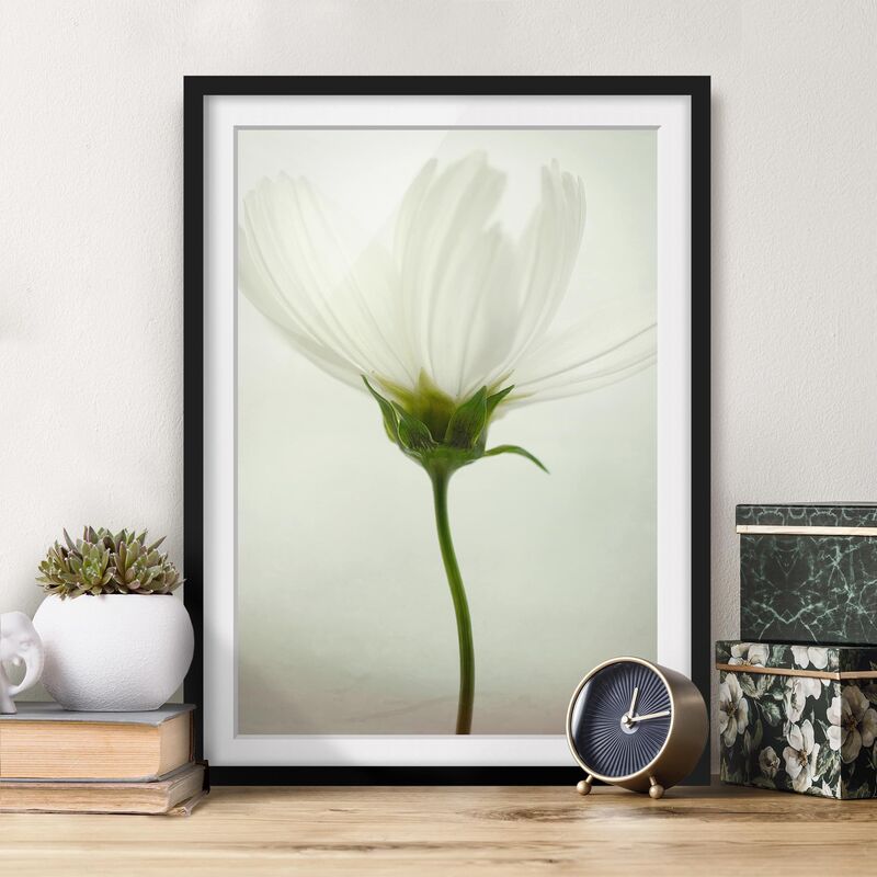 

Póster enmarcado - White Cosmea Dimensión LxA: 24cm x 18cm, Marco: Negro