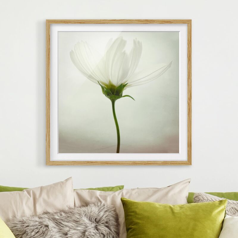 

Póster enmarcado - White Cosmea Dimensión LxA: 50cm x 50cm, Marco: Roble