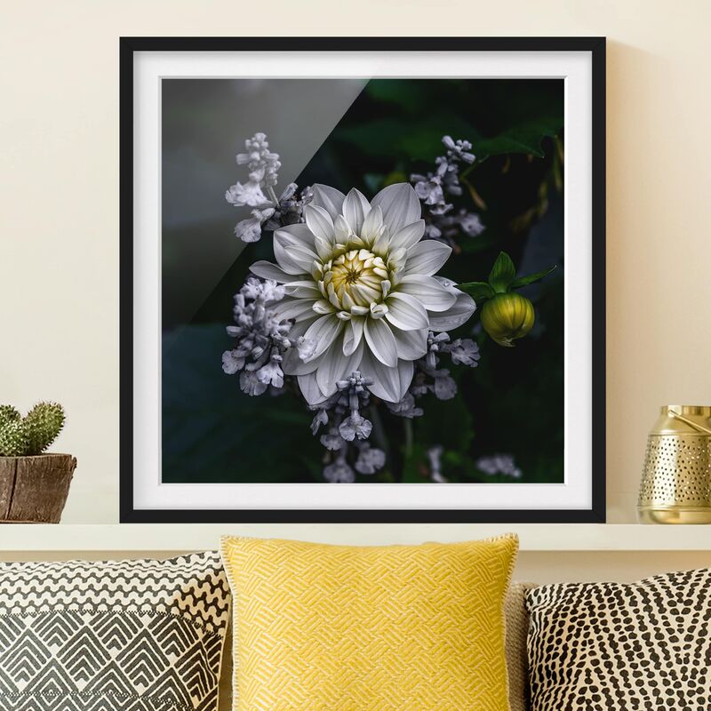

Póster enmarcado - White Dahlia Dimensión LxA: 50cm x 50cm, Marco: Negro