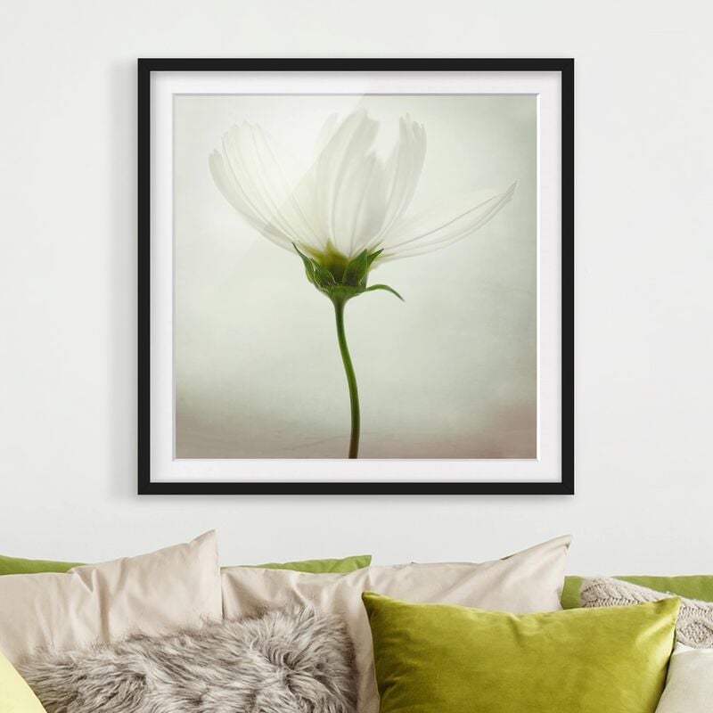 

Póster enmarcado - White Cosmea Dimensión LxA: 70cm x 70cm, Marco: Negro