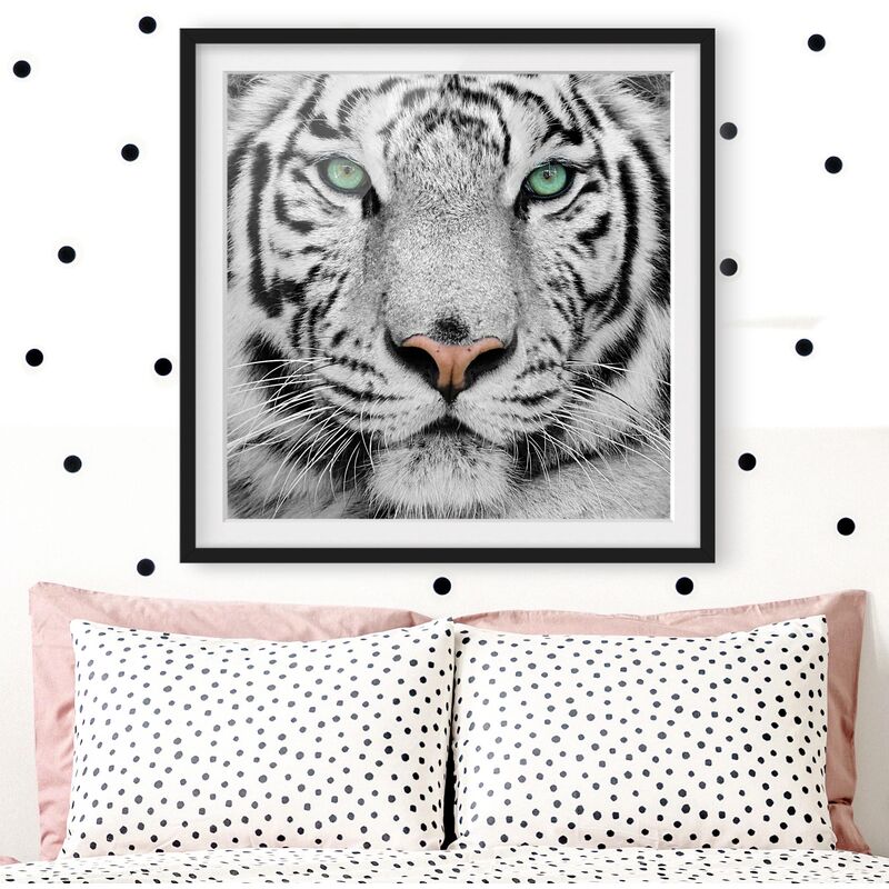 

Póster enmarcado - White Tiger Dimensión LxA: 70cm x 70cm, Marco: Negro