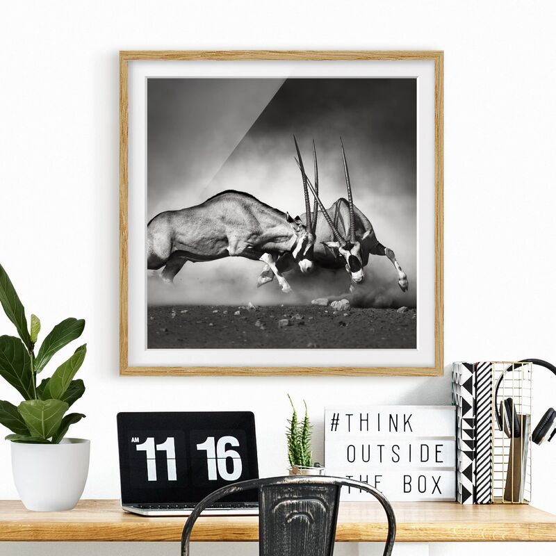 

Póster enmarcado - Wildlife Battle Dimensión LxA: 70cm x 70cm, Marco: Roble