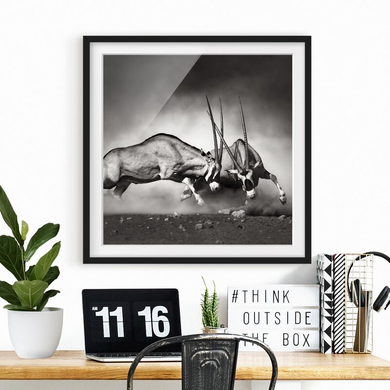 

Póster enmarcado - Wildlife Battle Dimensión LxA: 70cm x 70cm, Marco: Negro