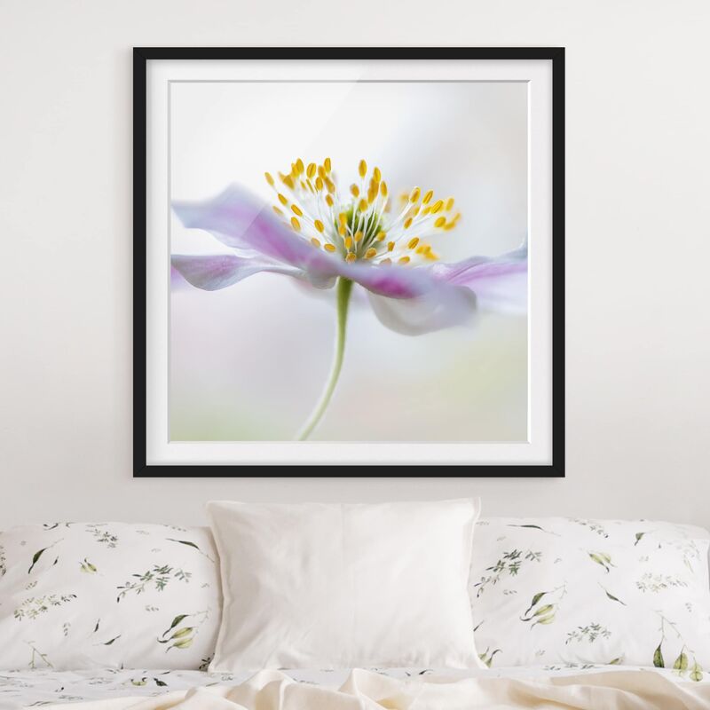 

Póster enmarcado - Windflower In White Dimensión LxA: 30cm x 30cm, Marco: Negro
