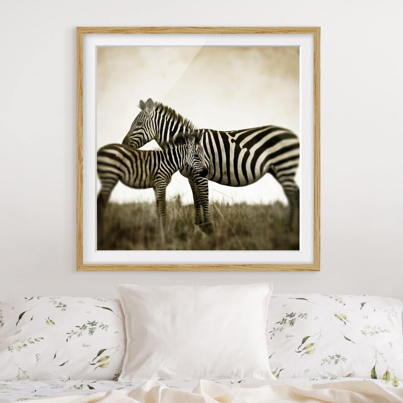 

Póster enmarcado - Zebra Couple Dimensión LxA: 70cm x 70cm, Marco: Roble