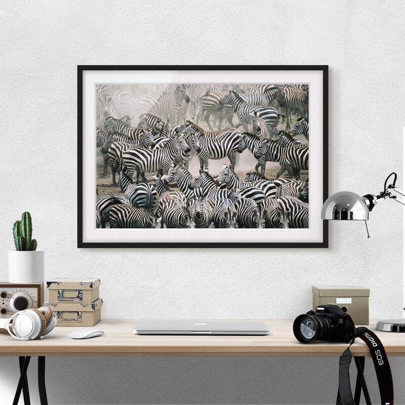 

Póster enmarcado - Zebra Herd Dimensión LxA: 70cm x 100cm, Marco: Negro