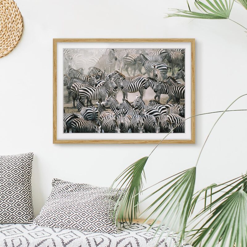 

Póster enmarcado - Zebra Herd Dimensión LxA: 30cm x 40cm, Marco: Roble