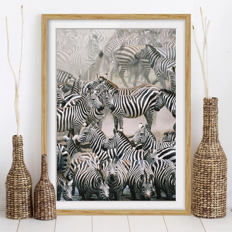 

Póster enmarcado - Zebra Herd Dimensión LxA: 70cm x 50cm, Marco: Roble