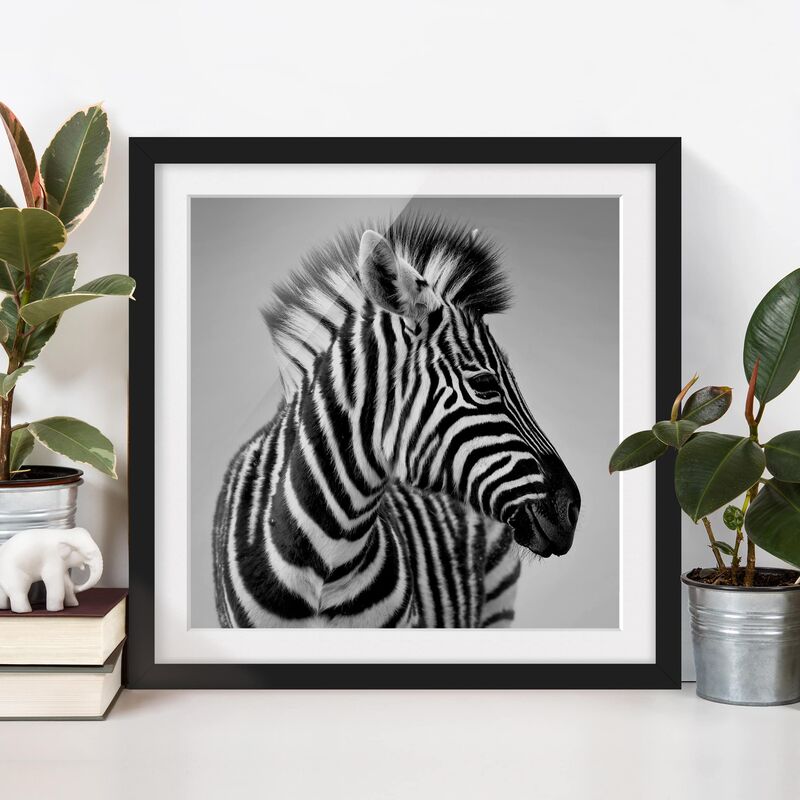 

Póster enmarcado - Zebra Baby Portrait II Dimensión LxA: 30cm x 30cm, Marco: Negro