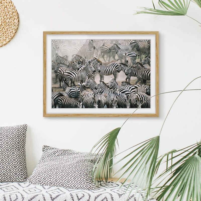 

Póster enmarcado - Zebra Herd Dimensión LxA: 40cm x 55cm, Marco: Roble